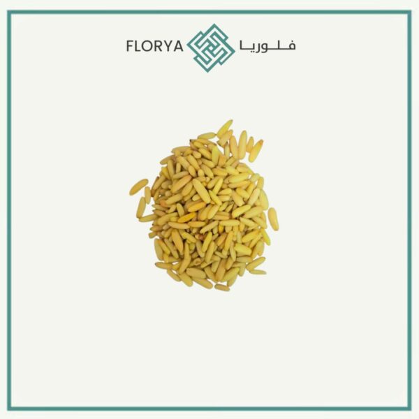 صنوبر باكستاني